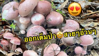 EP.60 ออกเยอะมาก!!! ม่วงเต็มป่า เก็บมันส์มือมาก จนแบตหมด😅 #เห็ดยูคา #เห็ดผึ้งขม