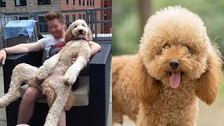 Gigantic Fluffy Poodle Dogs Love Being Carried Everywhere | Panda Love