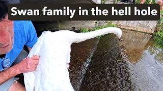 Swan family rescued from the hell hole
