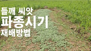 들깨 씨앗 파종시기/재배방법 20240512~27