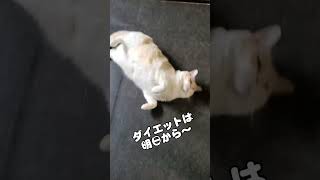 ダイエットをダダをこねて先延ばしにするメイプルさん💦#ねこ #うちの猫が可愛すぎる #cat