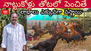 Nattu kolla farming l తోటలో నాట్టు కోళ్ల పెంపకం ll NBG Talks