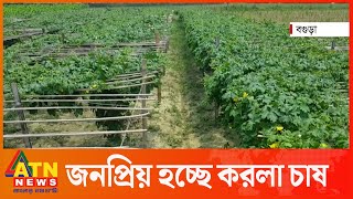 বগুড়ায় ব্যাপকহারে চাষ করা হচ্ছে করলা | Agriculture | ATN News