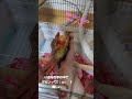 ケージの中で遊んでたら？初めて嬉しい ´；ω；｀ shorts ウロコインコ ニギコロ