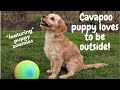 Cute Cavapoo Puppy Loves Playing Outside ft. Crazy Zoomies!