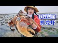 在法国抓龙虾，价值千元的蓝龙无处逃，做蒜蓉龙虾鲜甜弹牙 | 赶海 | 海鲜 | 美食 | 户外 | 龙虾 | 农村 |