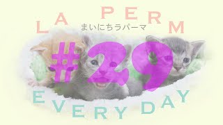 世界一の子猫の成長日記　まいにちラパーマ LaPerm Everyday vol.29