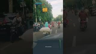 WADUH! Aksi Berbahaya Bocah Tanpa Pengawasan Naik Skuter di Tengah Jalan Raya Cakung, Warga Resah!