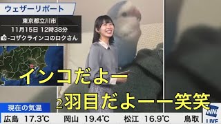 檜山沙耶　みんなも飼いたくなってしまうさやっちインコ😂2022.11.15 アフタヌーン