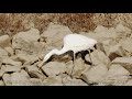 great egret snack time ダイサギ 食事 東北の河口 12月中旬 野鳥fhd 空屋根films 1165