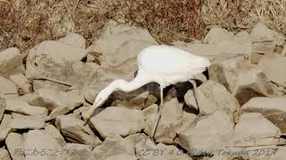 Great Egret Snack time ダイサギ 食事 東北の河口 12月中旬 野鳥FHD 空屋根FILMS#1165