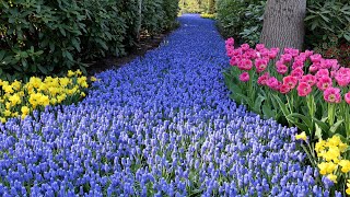 So beautiful Tulips in bloom - Visit Keukenhof garden on a nice sunny day - Keukenhof 2025 - 4K