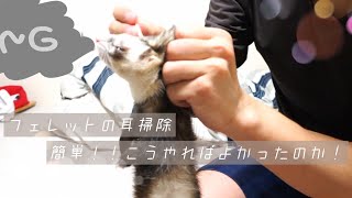 【耳掃除】一番やり易くておとなしく出来る耳掃除のやり方【フェレット】【ペットvlog】