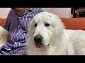 本当は行きたかったけど...我慢してお留守番をしたルンルンです　great pyrenees　グレートピレニーズ