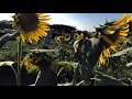 夏といえば満開のひまわり ひまわり畑 2020 visiting the sunflower field near tokyo