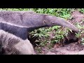 a group of wild hoatzins in giant anteater enclosure