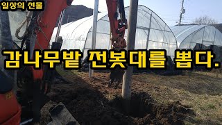 감나무밭 전봇대 뽑기 통신주 전신주 전봇대 이전 설치 심기