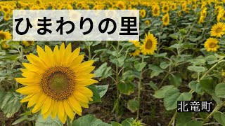 【北竜町】ひまわりの里 / Sunflower field 【Hokuryu】