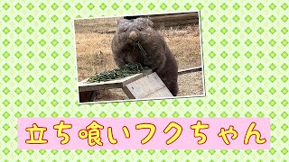 【wombat】立ち喰いフクちゃん☆(Eat while standing)