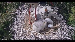 Melnais stārķis~Change of guard Kaupo brings fish~2:33pm 2018/06/05