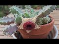 huernia zebrina in bloom october 2024