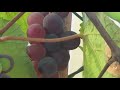 பன்னீர் திராட்சை பழம் அறுவடை grapes care u0026 harvesting in tamil