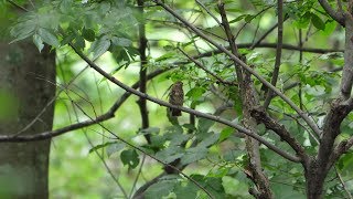 河口湖フィールドセンターのオオルリ（幼鳥）その７（4K60P動画）