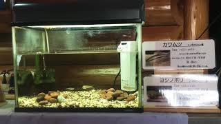 みさかワクワク水族館 カワムツ ヨシノボリ