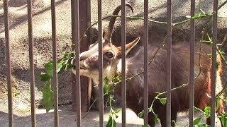 国内唯一のシャモア 「モンブラン」（多摩動物公園）Chamois