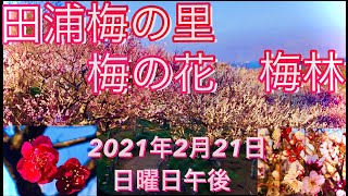 【梅　梅の花　田浦梅の里】春が来て、希望が来る！梅花鑑賞・一年の計は春にあり