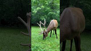 Wow, What a Magnificent Elk!