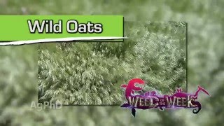 Weed of the Week #937 Wild Oats (Air Date 3/20/16)