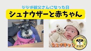 【ミニシュナのジジ】シュナウザーと赤ちゃん　”ジジが叔父さんになった日”