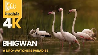 Bhigwan - Flamingo Birds Sojourn | भिगवण प्रवासी पक्षीयोंका आश्रयस्थान | 4K Video | Travelclix