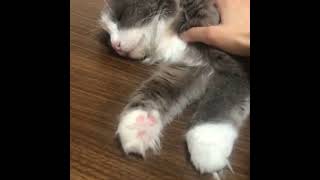 【爆睡】完全に寝てしまった猫が草wwwwwww