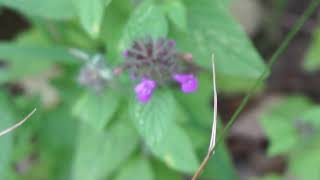 Klinopodium pospolite - Clinopodium vulgare