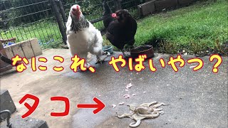 タコ VS ニワトリ