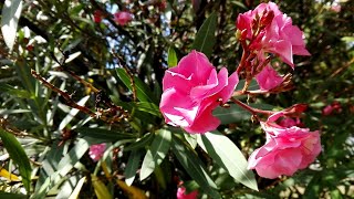 Nerium oleander (Oleander)