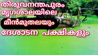 തിരുവനന്തപുരം മൃഗശാലയിലെ മീൻമുതലയും ദേശാടന പക്ഷികളും.Fish crocodiles and native birds at the Tvm zoo