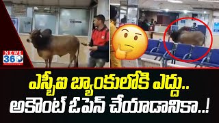 SBI Bank Incident | ఎస్ బీఐ బ్యాంకులోకి ఎద్దు @News360TeluguHD