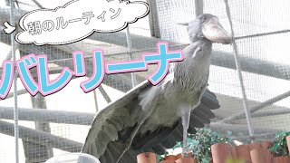 掛川花鳥園ハシビロコウのふたば 朝のルーティンバレリーナ　ハシビロさんに会いに行く#28