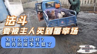 心痛！ 法斗被主人卖到屠宰场，小伙半路拦截4条狗狗全部救下    －Dog rescue in China  20210316