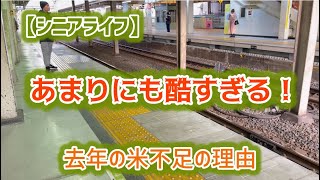 真実を知ってしまったおばちゃんの日常#60代主婦 ＃料理＃政治不信＃もっちー【ジジと時事】＃シニアライフ