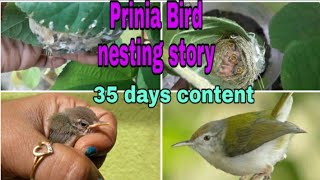 338.Tailor Bird Nesting Story|How I rescued two Prinia baby birds|Ashy Prinia-nesting,eggs, hatching