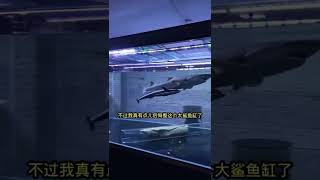 和谐相处的鲨鱼和海星