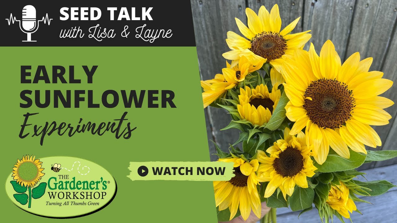 Seed Talk 28 Early Sunflower Experiments Youtube