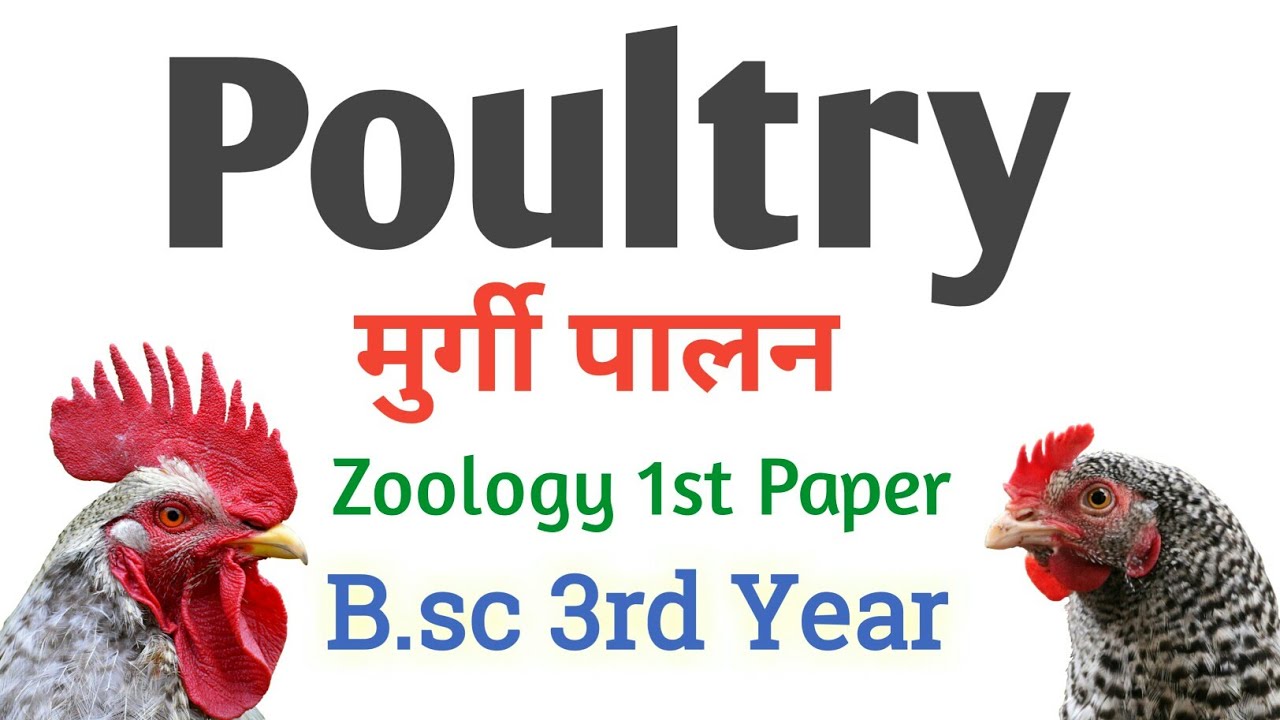 Poultry B.sc 3rd Year Zoology 1st Paper Fowl Culture B.sc 3rd Year ...