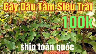 Cây Dâu Tằm Siêu Trái giá 100k //cây cảnh hoa kiểng các loại//