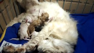 A Heartwarming Tale: Jeki the Street Cat Welcomes 4 Adorable Kittens