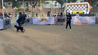 Kolkata Dog Show 2021